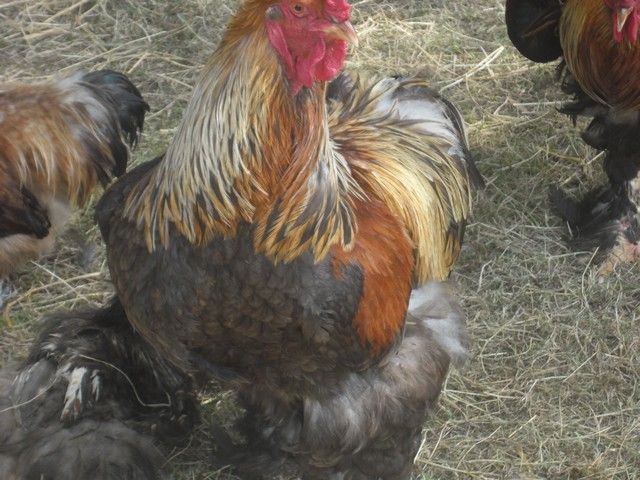 fete ane 2014 (65).jpg